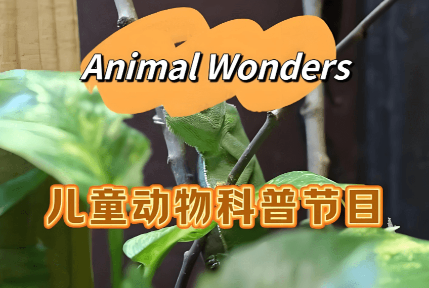 动物奇观